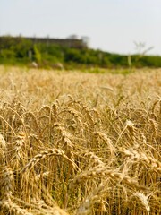 Close up of wheat ears, field of wheat in a summer day. Harvesting period