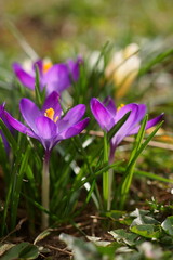 Obraz premium The shine and colors of spring, purple crocus, Tommasini's crocus; Crocus Tommasinianus 