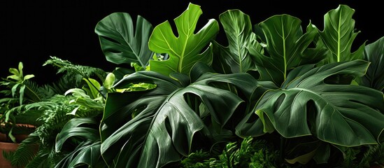 Philodendron Selloum plant ideal for outdoor landscaping