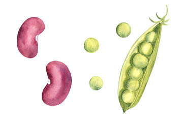 Watercolor set of legumes. Red kidney beans and green peas. Hand drawn botanical illustration on white background.