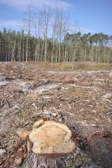 Photo of a tree stump, selective focus. An example of legal deforestation, the impact of exploitative state forest policy in Poland. - 756689459