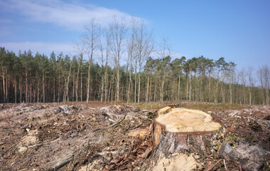 Photo of a tree stump, selective focus. An example of legal deforestation, the impact of exploitative state forest policy in Poland. - 756689467