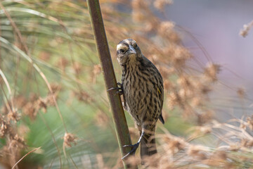 Trile Hembra y Trile Macho en el parque Bicentenario de Santiago.