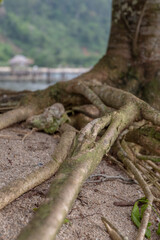 Obraz premium tree in the woods