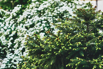 Green shoots of a young flowering spruce against a background of white flowers