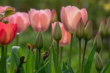 Bright light pink yellow color country Darwin tulips in bloom, bouquet of springtime flowering plants in the ornamental garden