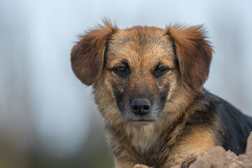 Perros en los campos de noviciado.