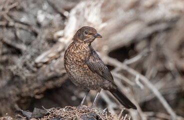 Blackbird, female,