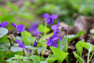 Blooming periwinkle close-up in spring.