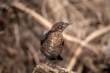 Blackbird, female,