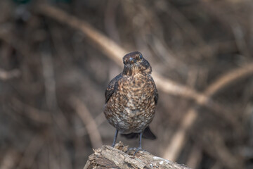 Blackbird, female,