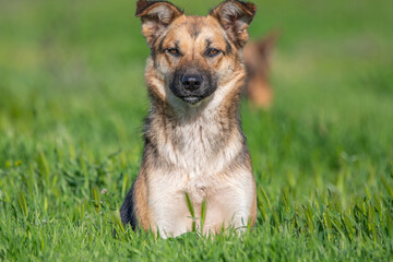 Perros en los campos de noviciado.