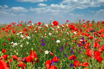 Wildflowers meadow nature background spring season