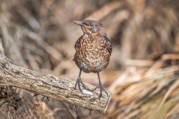 Blackbird, female,