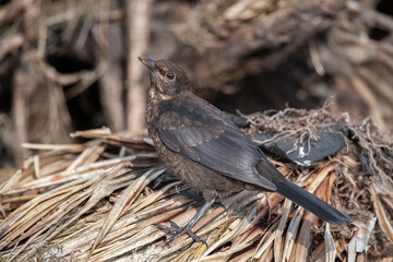 Blackbird, female,