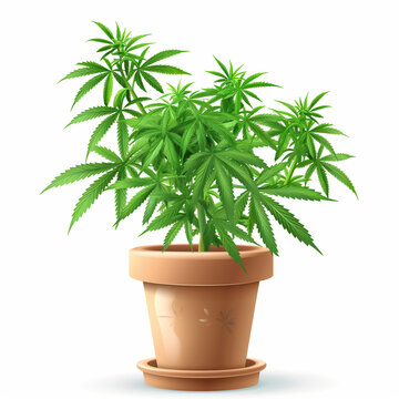 Clipart image of a cannabis plant in a gardening pot on a white background.