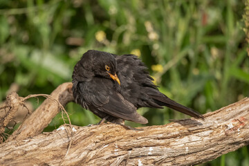 Blackbird, male,
