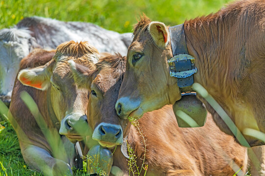 K&auml;lbchen - Kalb - niedlich - Allg&auml;u - knuddeln - kuscheln - Lieb