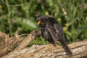 Blackbird, male,