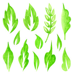 Set of watercolor leaves. Foliage of plants, herbs, flowers, trees. Green grass leaf. Hand drawn floral illustration on white background.