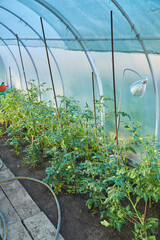 Tomato plants in greenhouse. Tomatoes growing on plants in greenhouse. Harvest tomatoes, home gardening. - 756696019