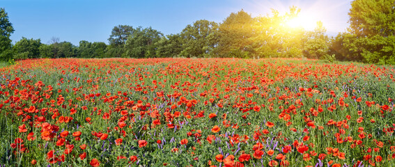 The huge field of red poppies flowers. Sun and clouds. © Ryzhkov Oleksandr