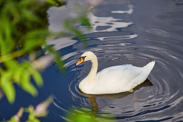 Swan in spring, beautiful waterfowl Swan on the lake in the spring