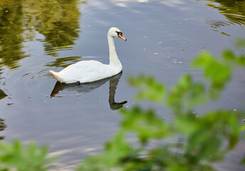Swan in spring, beautiful waterfowl Swan on the lake in the spring