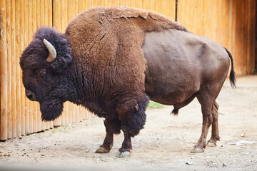 The bison costs in the shelter of a zoo © Ryzhkov Oleksandr