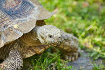 large brown turtle walks on the ground