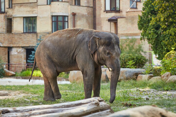 Elephant in the zoo - 756696487
