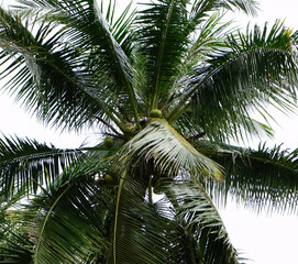 palm tree in the sky