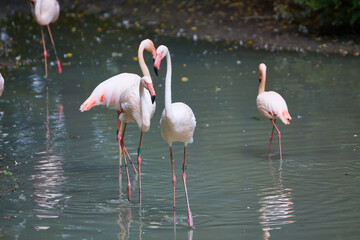 A Flock of Greater Flamingoes wallowing in a pool of water