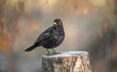 Blackbird, male,