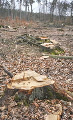 Photo of a tree stump, selective focus. An example of legal deforestation, the impact of exploitative state forest policy in Poland. - 756698049
