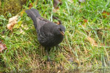 Blackbird, female,
