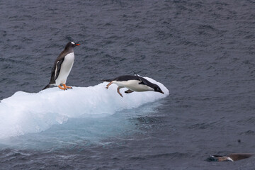 Manchots Adlie et Papou se jetant à l'eau depuis un icebreg