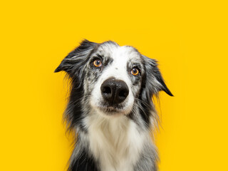 Concentrate, shocked and attentive border collie dog looking at camera. Isolated on yellow background