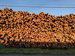 Saw Mill Lumber Pile in Northern California