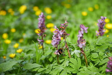 Blossoming hepatica flower in early spring in forest.