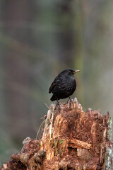 Blackbird, male,
