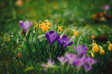 The first flowers welcome spring, beautiful purple crocus flowers in the park, spring is coming
