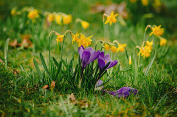 The first flowers welcome spring, beautiful crocus flowers in the park	
