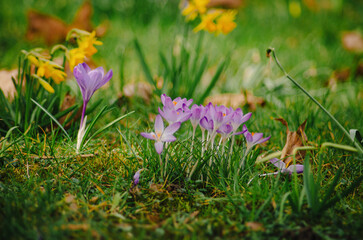 The first flowers welcome spring, beautiful crocus flowers in the park