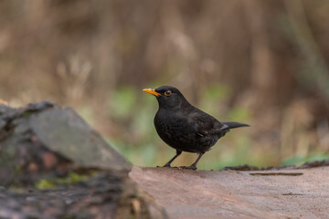 Blackbird, male,