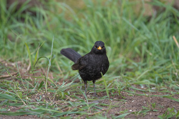 Blackbird, male,