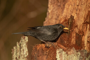 Blackbird, male,