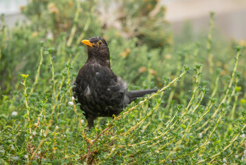 Blackbird, male,