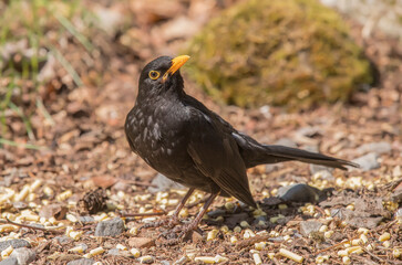 Blackbird, male,