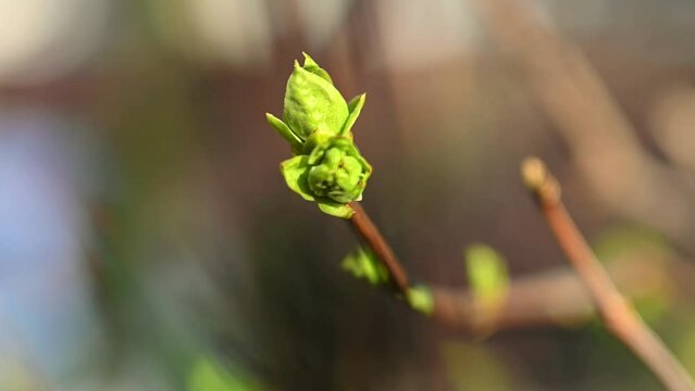 Close-Up: Apple Tree Leaf Veins